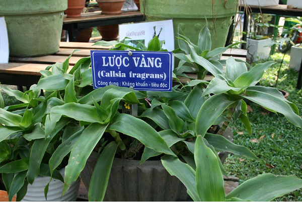 Cây lược vàng được trồng tại Việt Nam