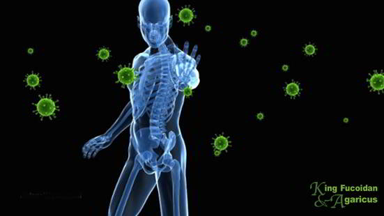 fucoidan chữa bệnh gì