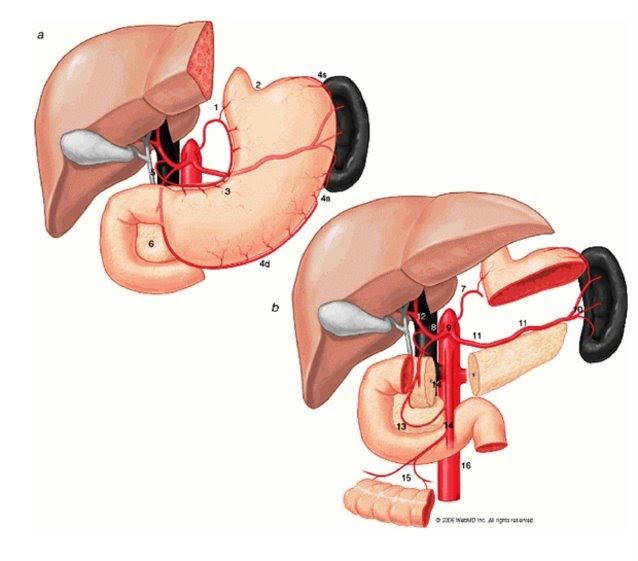 16 nhóm hạch ung thư dạ dày