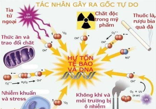 Fucoidan giúp chống lại các gốc tự do