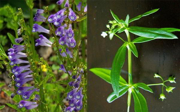 bách hoa xà và bán chi liên