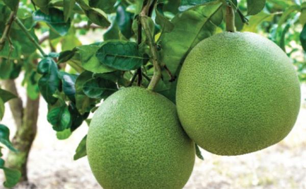 Bưởi cũng là loại hoa quả mà bệnh nhân ung thư nên ăn