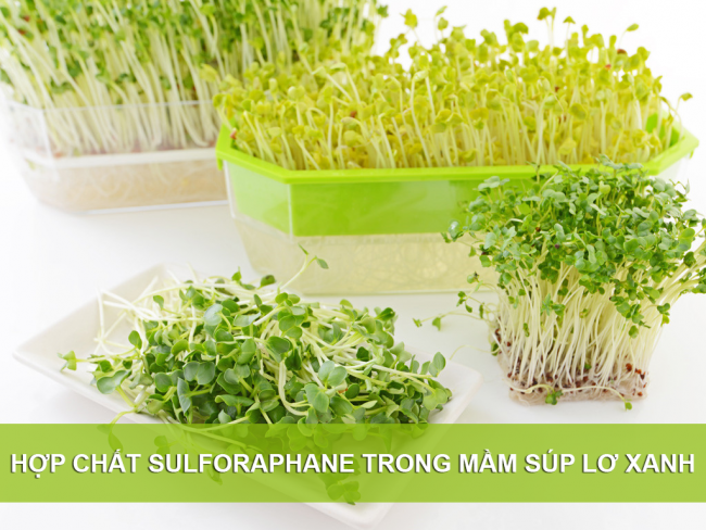 Chiết suất mầm súp lơ xanh chứa sulforaphane tỷ đô