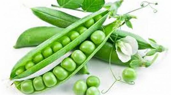 Các loại đậu cũng không thể thiếu được trong thực đơn hàng ngày của bệnh nhân ung thư