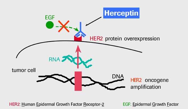 Cơ chế hoạt động của Trastuzumab