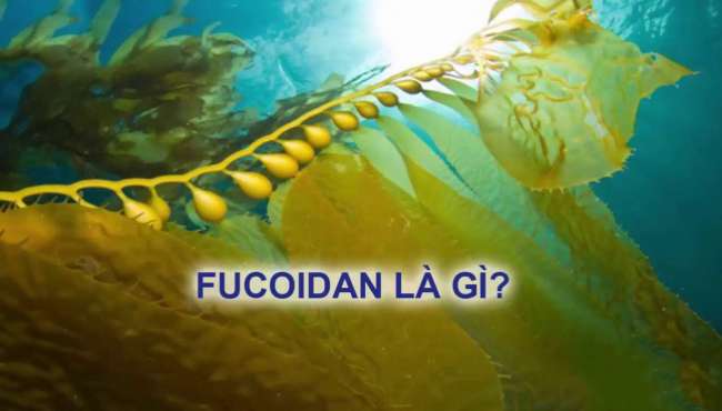 Fucoidan có rất nhiều tác dụng với cơ thể