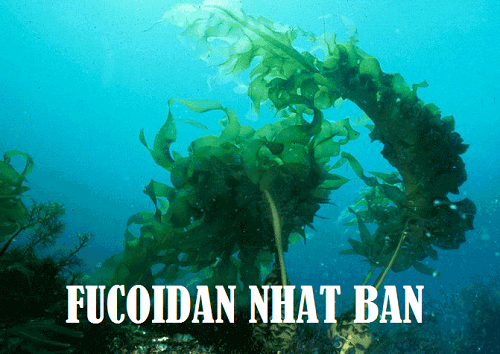 Sản phẩm King Fucoidan & Agaricus giá bao nhiêu