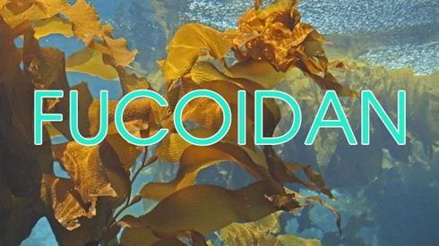 fucoidan