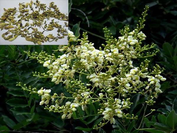 hoa hòe có khả năng điều trị ung thư dạ dày