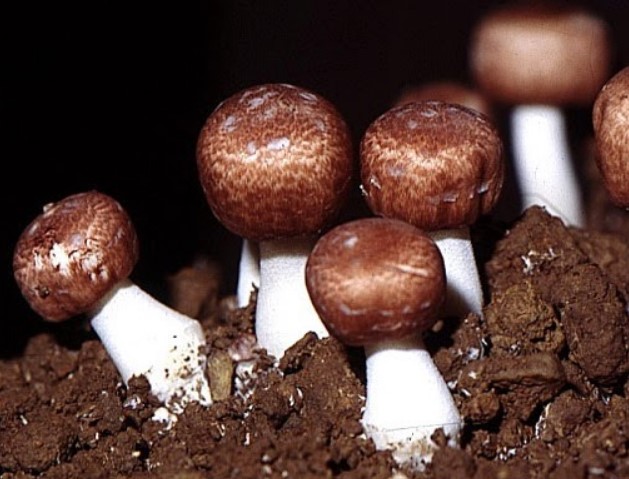 Nấm Agaricus - chứa chất chống ung thư cực mạnh