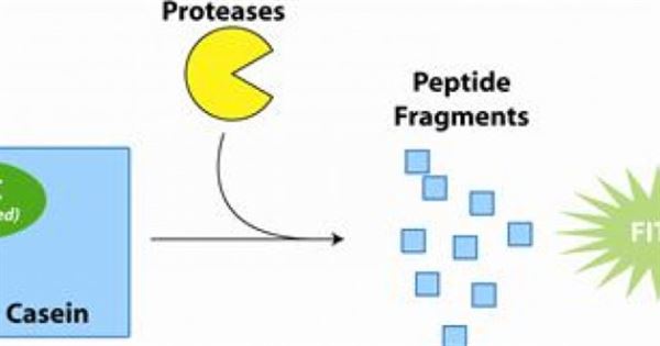 Enzyme Protease có thể chữa ung thư tuyến tụy