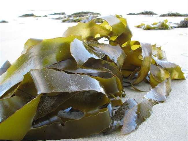 Fucoidan nhật bản