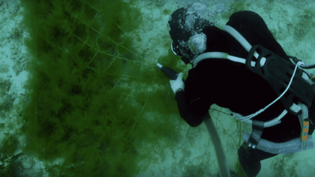 Fucoidan nhật bản