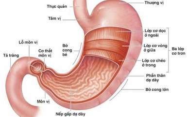 Ung thư dạ dày bờ cong nhỏ: Nguyên nhân, Chẩn đoán, Nguyên tắc điều trị