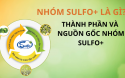 Nhóm Sulfo+ là gì? Thành phần và nguồn gốc của nhóm Sulfo+ Nhóm Sulfo+ là gì? Thành phần và nguồn gốc của nhóm Sulfo+